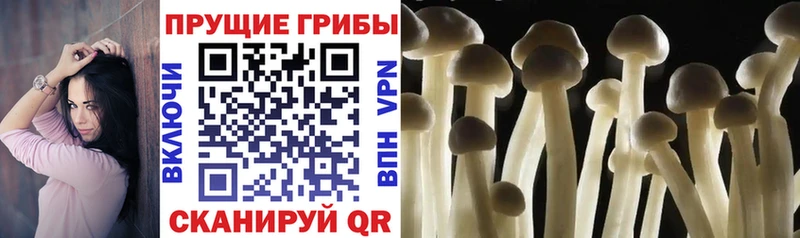 Псилоцибиновые грибы ЛСД  что такое   hydra как войти  Буй 